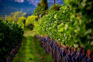 La demanda de cepas de vid sigue catapultando al vino nacional
